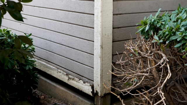 Rotted exterior wood near the base of siding caused by poor drainage and ground-level moisture